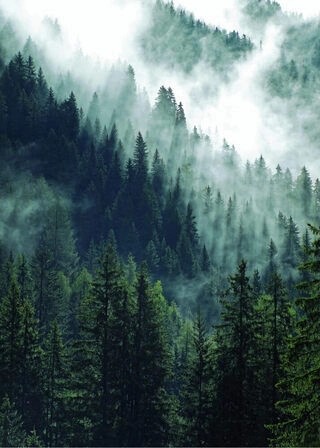 Poster - Bergwald und Nebel