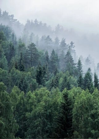 Poster - Bäume auf einem Berg mit Nebel