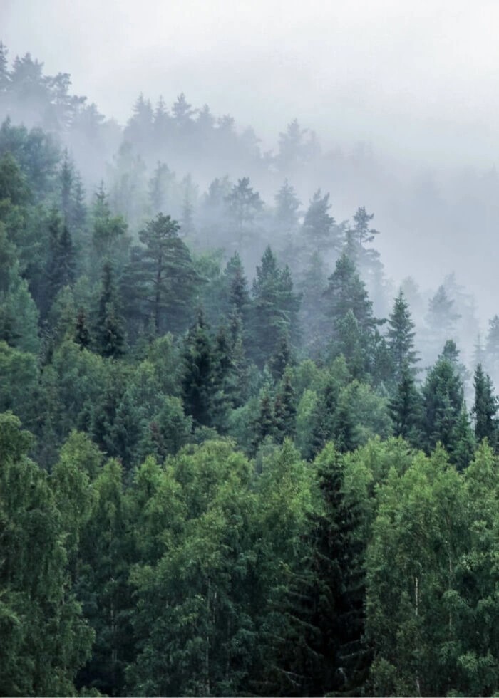 Poster mit Bäumen auf einem Berg mit Nebel