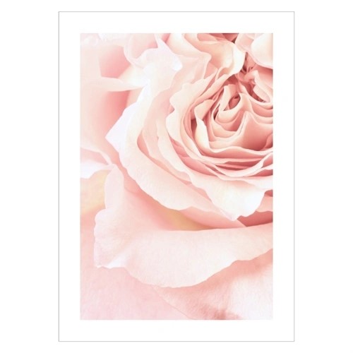 Poster mit staubigem Rosa