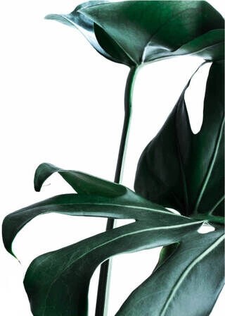 Poster- Monstera-Blätter 2