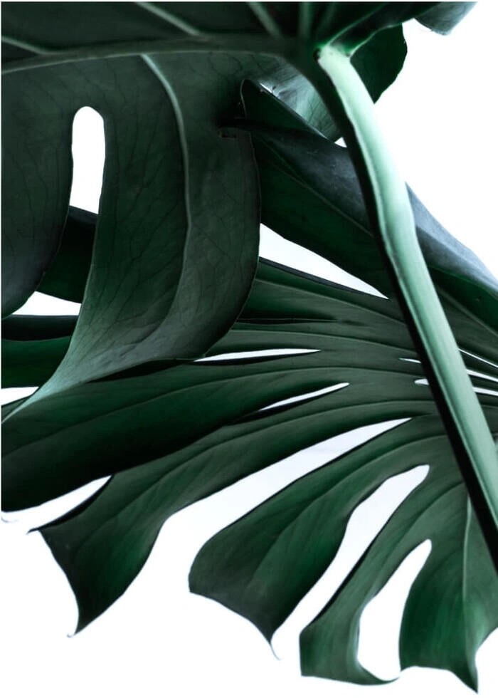 Poster mit Monstera-Blättern