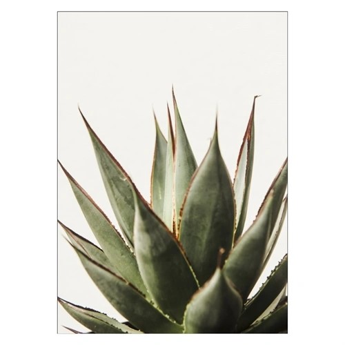 Poster mit saftigem Kaktus auf hellgrauem Hintergrund