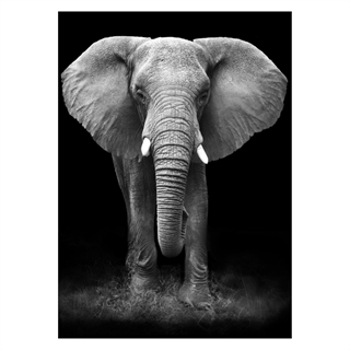 Poster - Riesenelefant