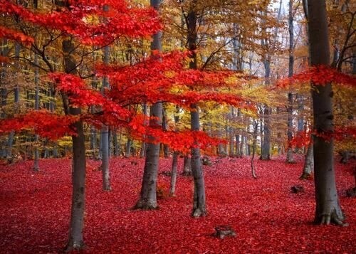 Poster - Roter Wald