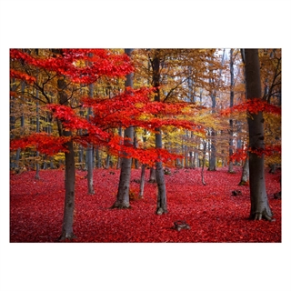 Poster - Roter Wald