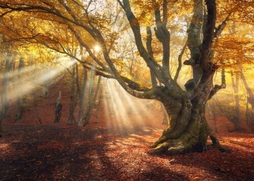 Poster - Herbstwald mit Sonnenstrahlen