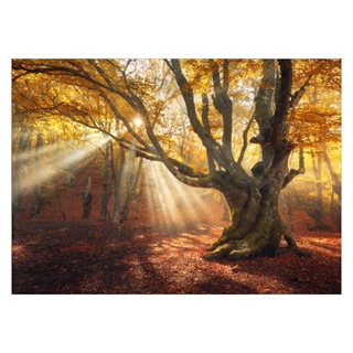 Poster - Herbstwald mit Sonnenstrahlen